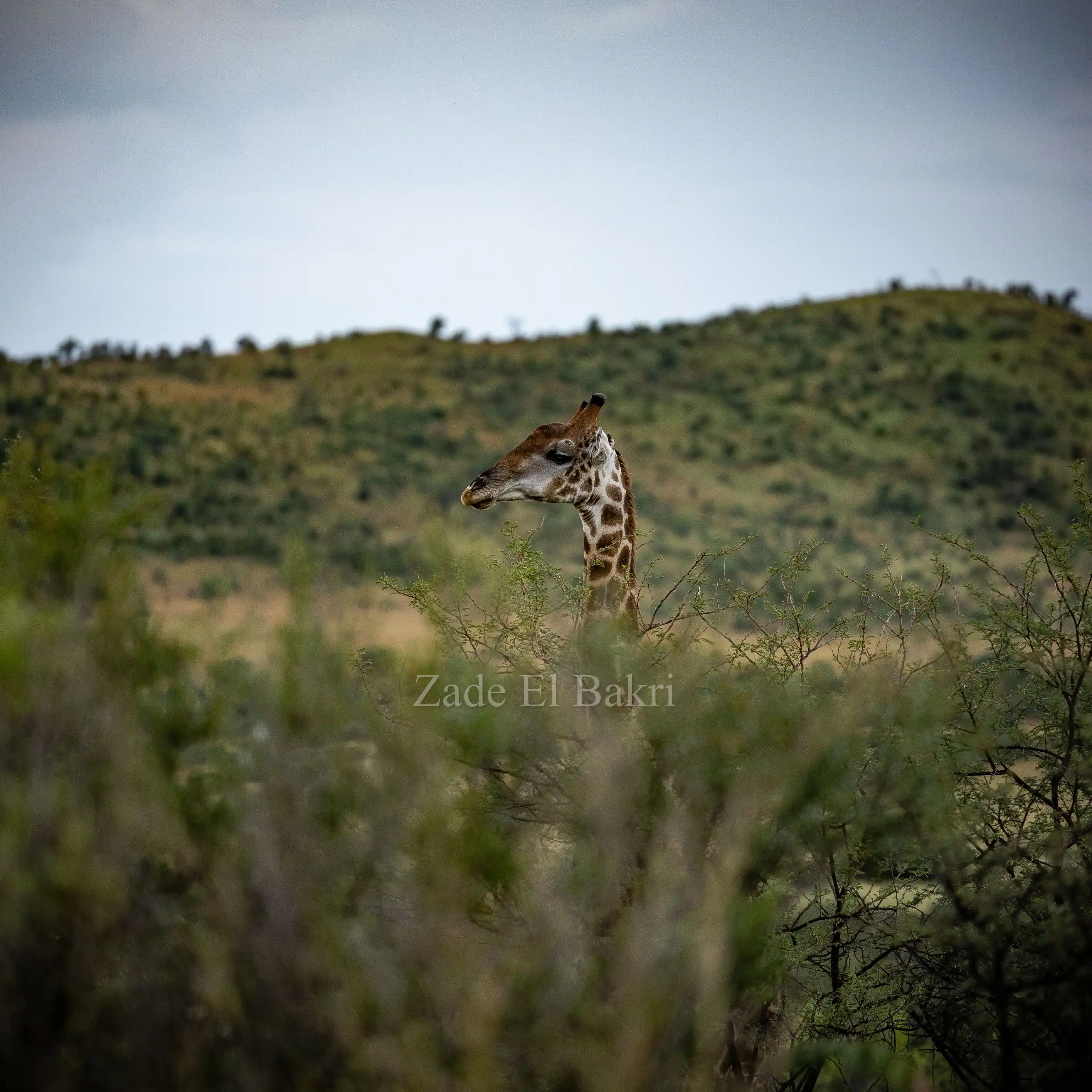 African elephant at Pilanesberg National Park